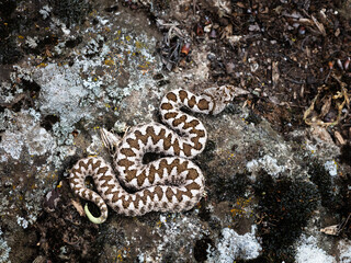 Nose-horned viper (Vipera ammodytes)