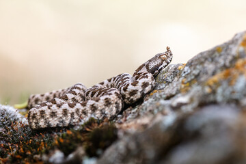 Nose-horned viper (Vipera ammodytes)