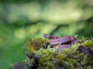 Common adder (Vipera berus)