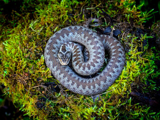Common adder (Vipera berus)