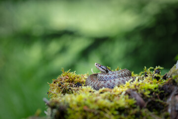 Common adder (Vipera berus)