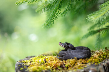 Melanistic common adder (Vipera berus)
