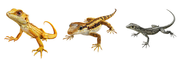 Naklejka premium Set of a lizard, isolated on a transparent background.