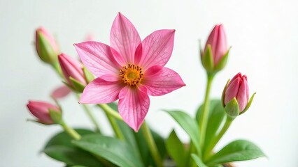 Naklejka premium Flowers in a flowerpot on a white background.