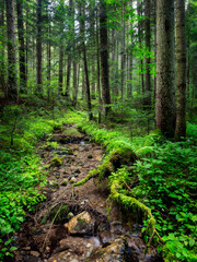 Fototapeta premium Old growth forest