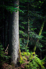Old growth forest