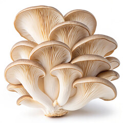 Oyster mushrooms isolated on a white background. A beautiful bunch of mushrooms.