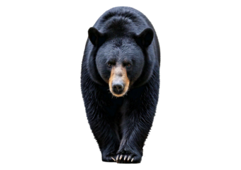 A black bear walking isolated on transparent or white background