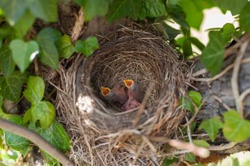 Close-Up View of Nestlings in a Cozy Tree Nest