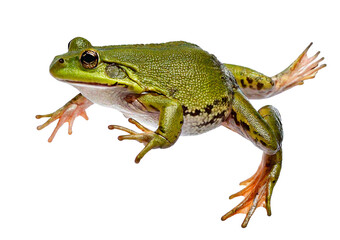 Obraz premium addy field green frog or Green Paddy Frog (Rana erythraea) isolated on transparent or white background