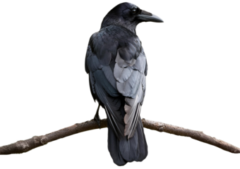 Back view of a Rook bird looking at the camera, Corvus frugilegus, 3 years old isolated on transparent or white background