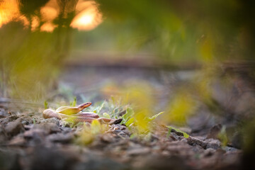 Smooth snake (Coronella austriaca)