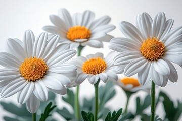 Fototapeta premium Isolated White Flowers on White Background