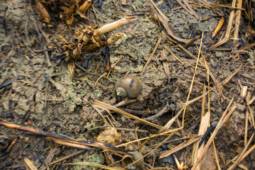 Snail shell on dry, cracked ground