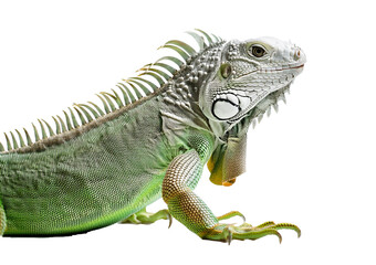 Fototapeta premium Green iguana, Iguana iguana, isolated on transparent or white background