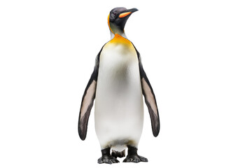 King penguin  isolated on transparent or white background
