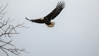 Obraz premium Soaring eagle wings, a view of the magnificent nature.