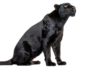 Naklejka premium A black leopard ready to leap, panthera pardus at looking up isolated on transparent or white background