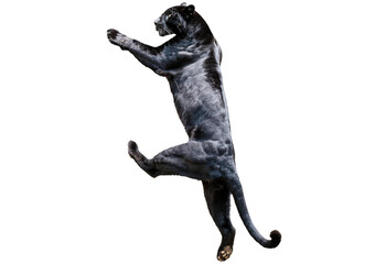 A black leopard ready to leap, panthera pardus at looking up isolated on transparent or white background
