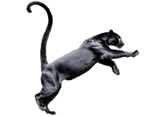A black leopard ready to leap, panthera pardus at looking up isolated on transparent or white background