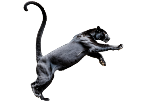 A black leopard ready to leap, panthera pardus at looking up isolated on transparent or white background