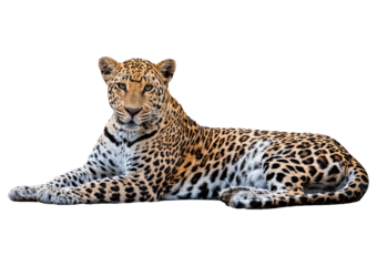 Side view of a Spotted leopard lying down and looking proudly at the camera, isolated on transparent or white background