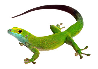 Fototapeta premium Side view of a yellow-headed day gecko, Phelsuma klemmeri isolated on transparent or white background