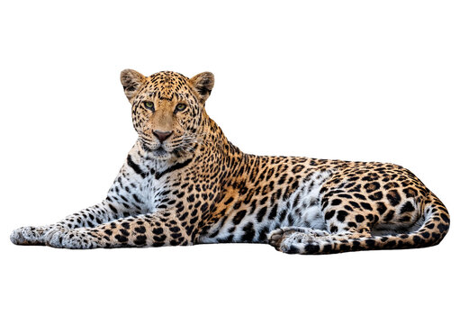 Side view of a Spotted leopard lying down and looking proudly at the camera, isolated on transparent or white background