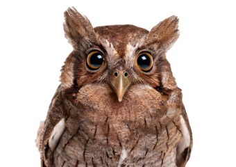 Tropical screech owl, Megascops choliba, looking at the camera, isolated on transparent or white background