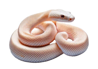 Obraz premium White albino snake isolated on transparent or white background