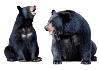 Wildlife animals bears banner panorama long - Collection of standing, sitting, screaming, isolated on transparent or white background