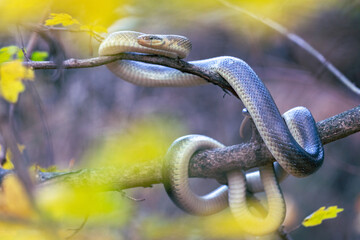 Aesculapian snake (Zamenis longissimus)