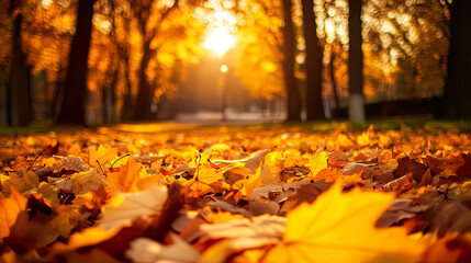 Fototapeta premium Autumn trees fallen leaves in sunny autumn park on the foreground