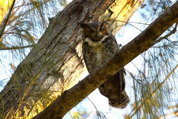 owl in the tree