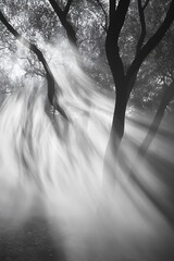 Obraz premium Sunbeams Illuminate Foggy Forest Through Trees