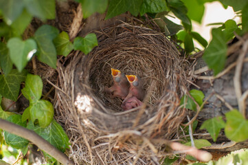Newborn Baby Birds Chirping for Food in Tree Nest