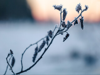 Branch covered in hoar frost