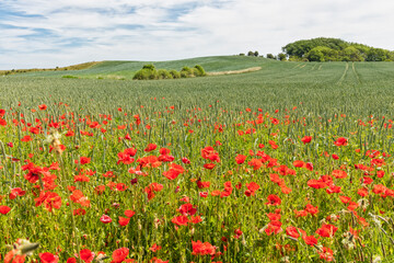 Poppy flowers at the edge of a wheat field, Langeland, Denmark