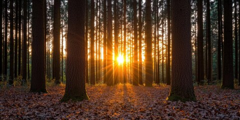 Obraz premium Sunrise forest scene nature landscape photography serene environment captivating viewpoint tranquil concept