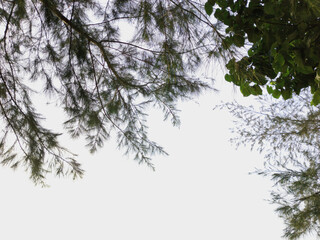 Sky View with pine tree branches