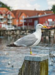 Seagull on a pole at a Baltic Sea harbor