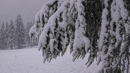 A fir branch heavily covered with snow sways gently in the wind as large snowflakes fall during a heavy snowfall, creating a serene and atmospheric winter forest scene