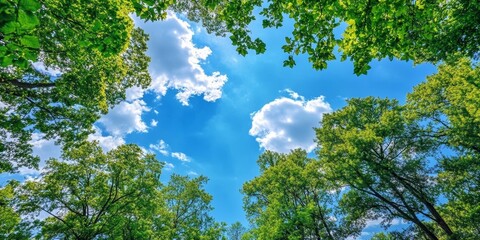 Fototapeta premium Vibrant blue sky contrasts beautifully with lush green trees, creating a stunning summer landscape that captures the essence of summer in nature. Enjoy the serene atmosphere of blue sky and trees.