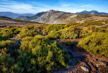 Bushes at Sierra Paramera