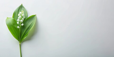 Fototapeta premium A single sprig of delicate lily of the valley blossoms against a minimalist light background