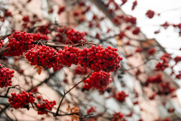 Branches of the rowan tree