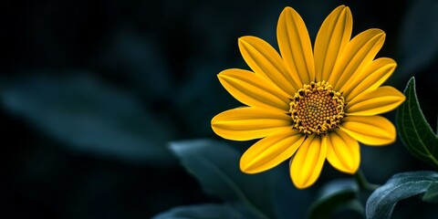 Close up of a vibrant yellow flower against a dark background, highlighting the green leaves and blossom, ideal for use as a stunning background image. Perfect for floral themed designs.