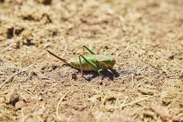 The Caucasian Biosphere Reserve. A large grasshopper, green in color. Animals of the Caucasus