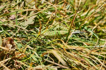 The Caucasian Biosphere Reserve. A large grasshopper, green in color. Animals of the Caucasus