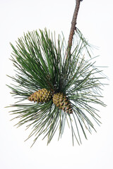 Fototapeta premium pine tree branch with cones